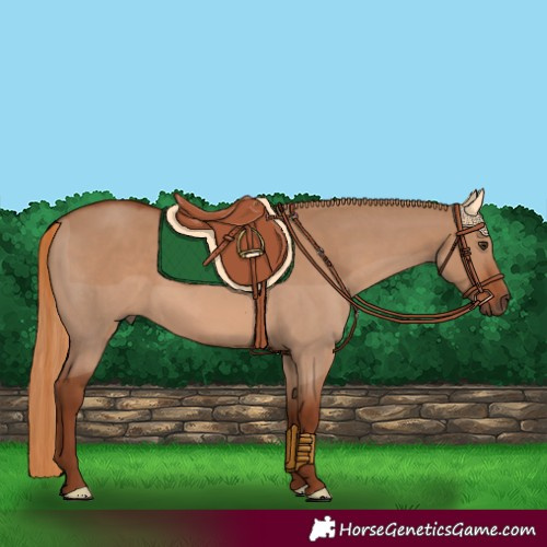 Horse Color:Red Dun 