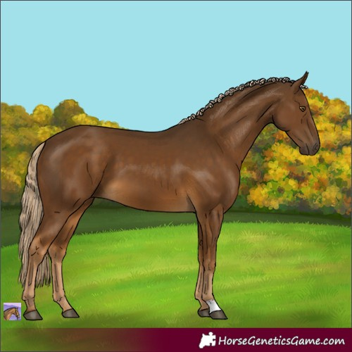 Horse Color:Chocolate Palomino 