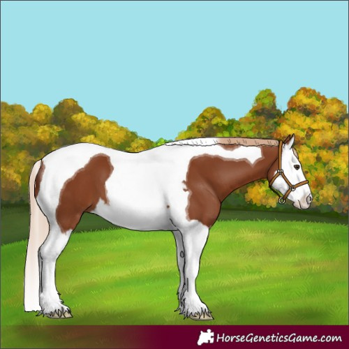 Horse Color:Chestnut Splash Tobiano 