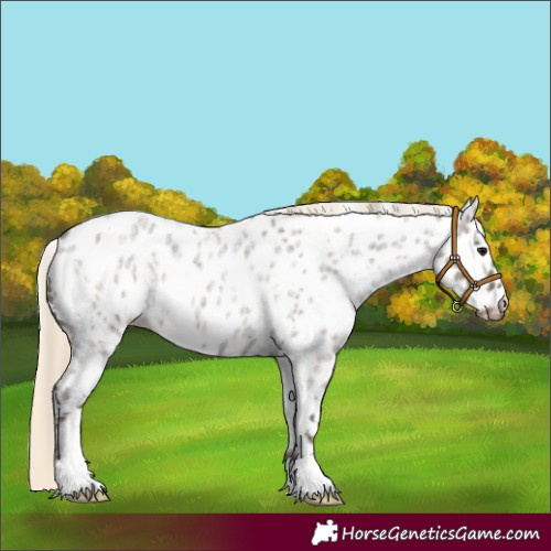 Horse Color:White Spotted Silver Smoky Grullo Roan Near Leopard 