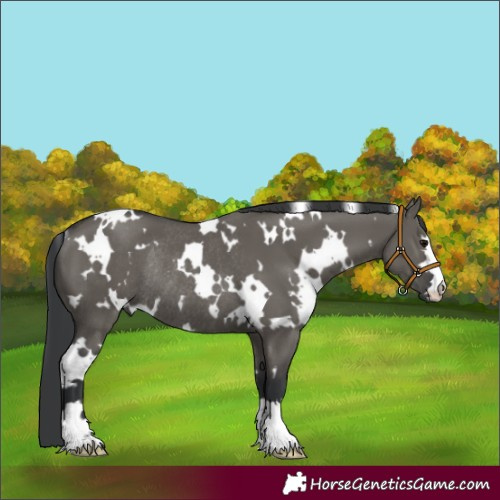 Horse Color:White Spotted Grullo Rabicano 