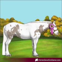 Horse Color:White Spotted Silver Grullo Splash Tobiano Rabicano