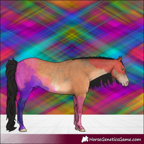 Horse Color:Gray Sable Champagne Dun Sabino Tobiano 