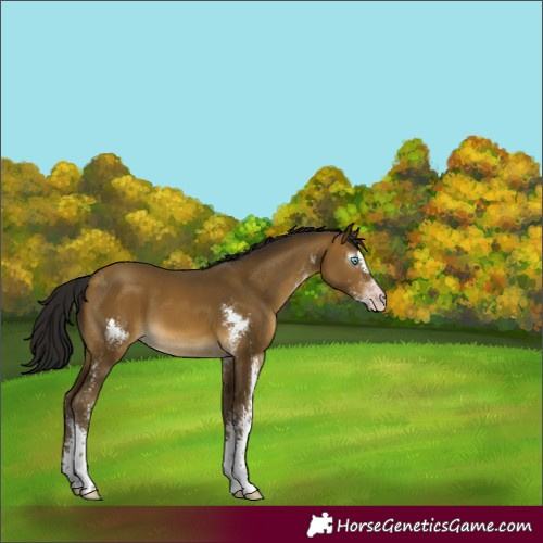 Horse Color:Gray Sable Cream Champagne Sabino 