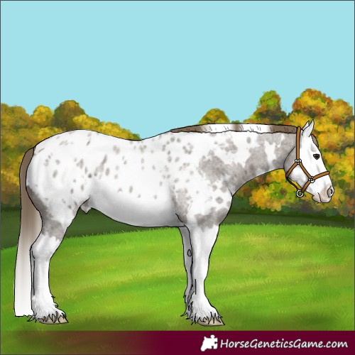 Horse Color:White Spotted Smoky Grullo Roan Splash Appaloosa 