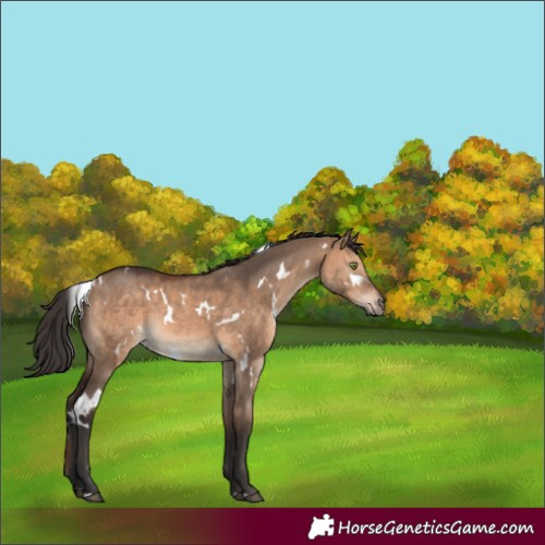 Horse Color:White Spotted Brown Dun Rabicano 