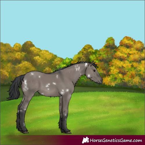 Horse Color:White Spotted Grullo 
