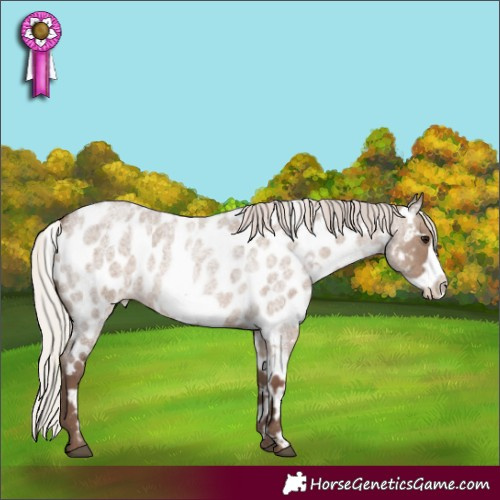 Horse Color:White Spotted Silver Grullo Roan Frame Appaloosa Rabicano 