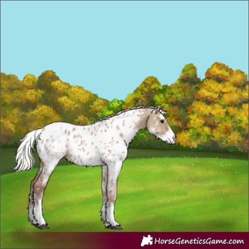 Horse Color:White Spotted Silver Grullo Near Leopard Rabicano 
