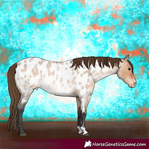 Horse Color:Bay Roan Dun Near Leopard 