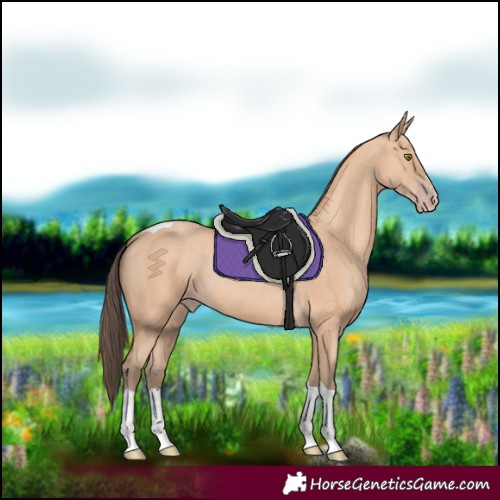 Horse Color:Amber Champagne Tobiano 