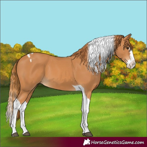 Horse Color:Chestnut Splash Tobiano 