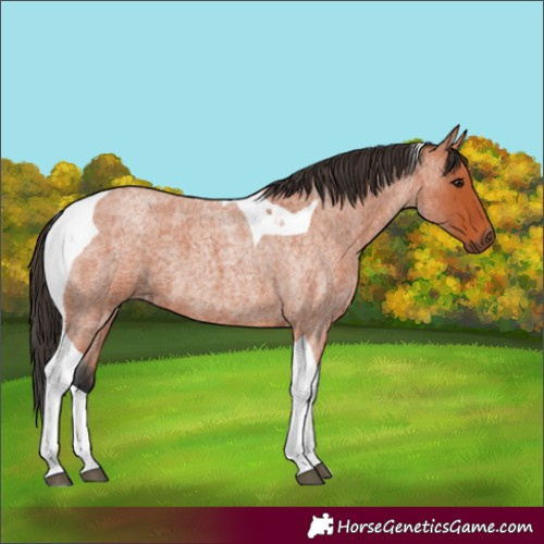Horse Color:Bay Roan Tobiano
