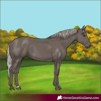 Horse Color:Silver Black 