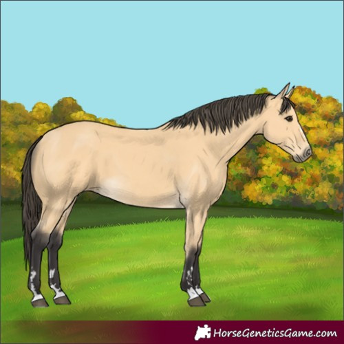 Horse Color:Buckskin