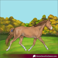 Horse Color:Chestnut 
