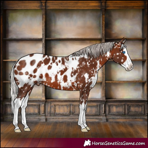Horse Color:White Spotted Silver Bay Splash Near Leopard 