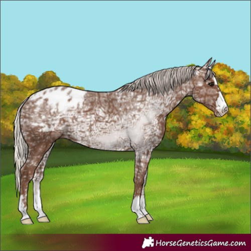 Horse Color:Silver Black Ice Appaloosa 