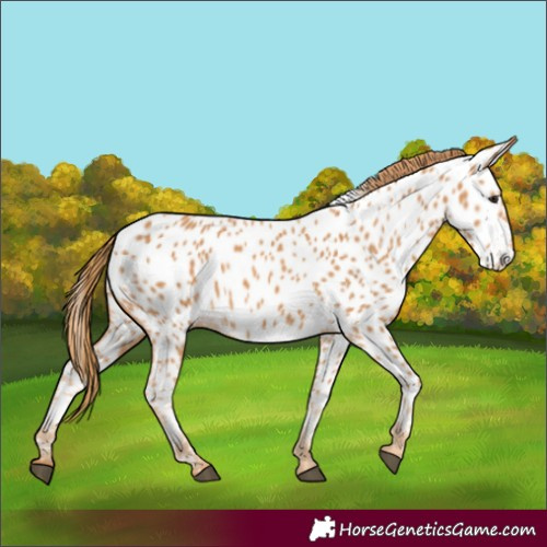 Horse Color:Chestnut Near Leopard 