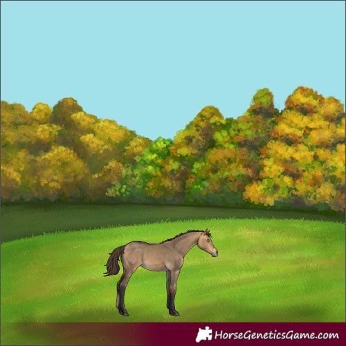 Horse Color:Buckskin Dun