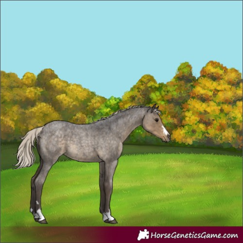 Horse Color:Silver Smoky Blue Roan 