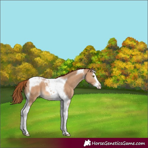 Horse Color:Red Dun Splash Tobiano