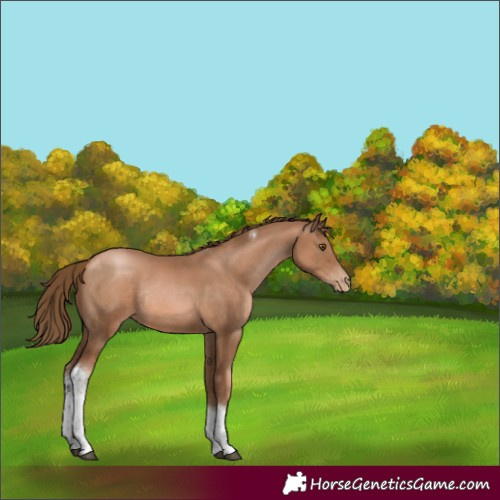 Horse Color:Liver Chestnut Pearl Tobiano Rabicano 