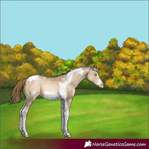 Horse Color:Buckskin Pearl Sabino Tobiano Frame 