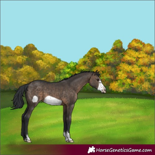 Horse Color:Brown Dun Sabino Frame 