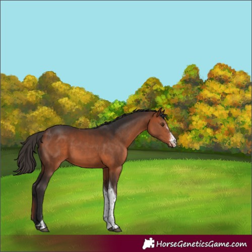 Horse Color:Bay Sabino Tobiano Rabicano