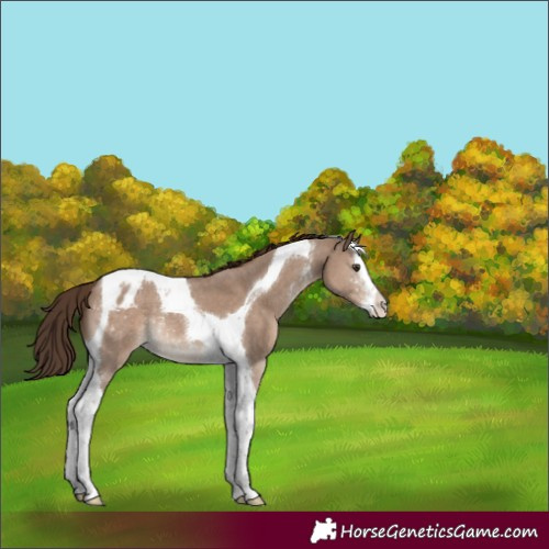 Horse Color:Liver Red Dun Sabino Splash Tobiano Appaloosa Rabicano