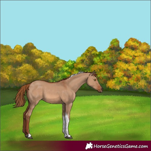 Horse Color:Red Dun Sabino Tobiano Rabicano