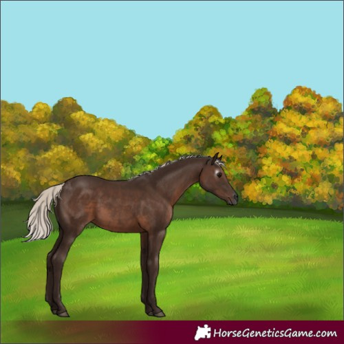 Horse Color:Gray White Spotted Silver Black