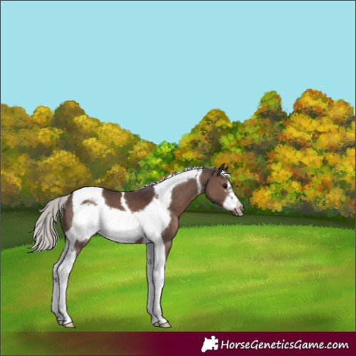 Horse Color:White Spotted Silver Black Tobiano Frame 