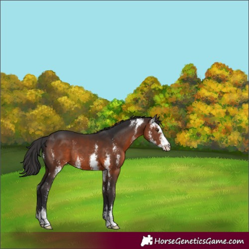 Horse Color:Brown Sabino Rabicano