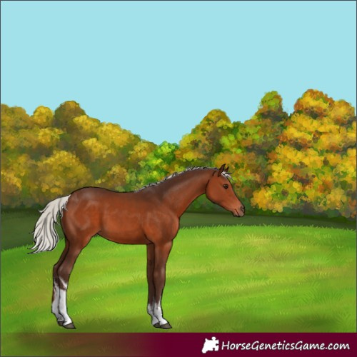 Horse Color:White Spotted Silver Brown