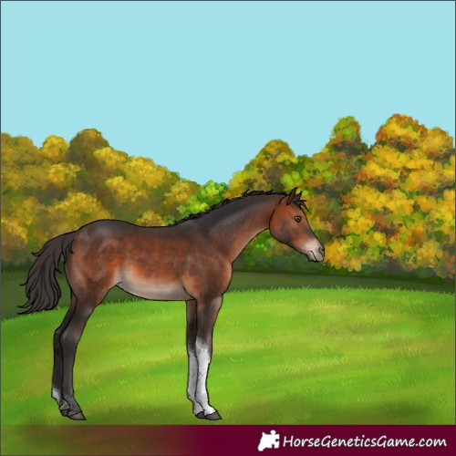 Horse Color:Bay Sabino Tobiano Rabicano 
