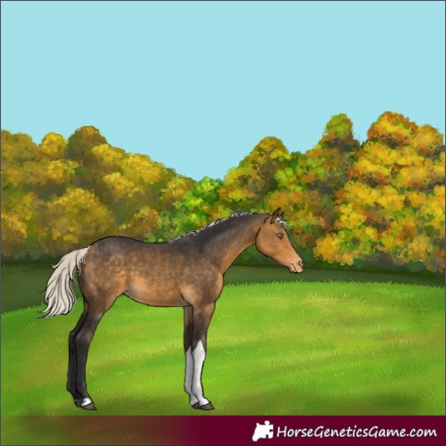 Horse Color:Silver Buckskin Tobiano Appaloosa 