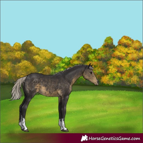 Horse Color:White Spotted Silver Smoky Black