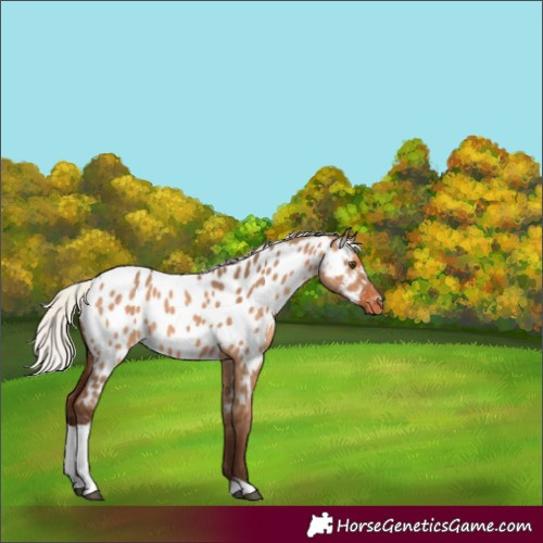 Horse Color:Silver Bay Dun Tobiano Appaloosa