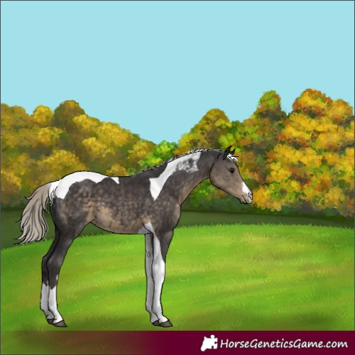 Horse Color:White Spotted Silver Smoky Black Tobiano 