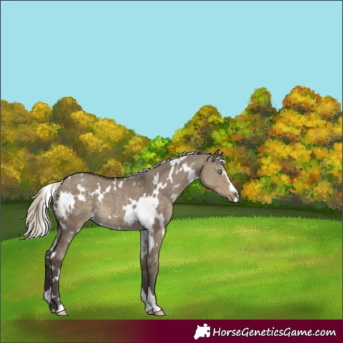 Horse Color:White Spotted Silver Smoky Grullo Rabicano