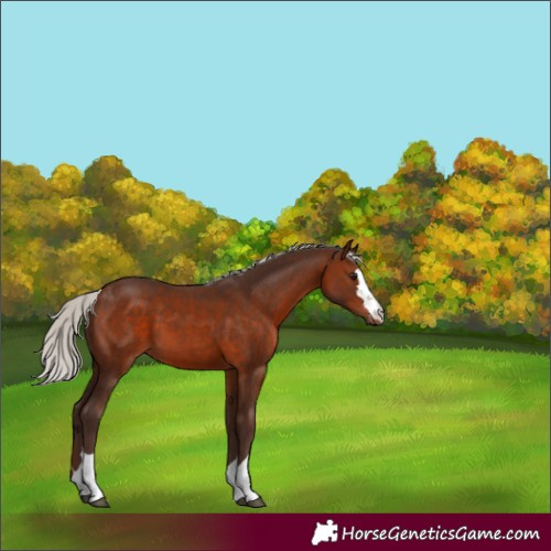 Horse Color:Silver Brown 