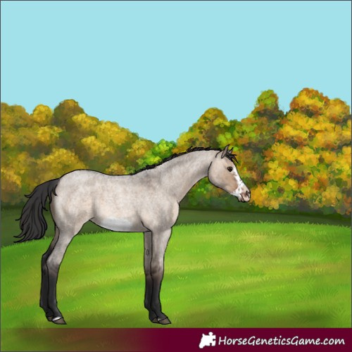 Horse Color:Brown Roan Dun Sabino Frame 