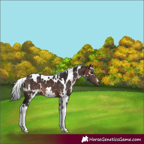 Horse Color:White Spotted Brown Sabino 