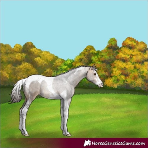 Horse Color:Buckskin Sabino Tobiano