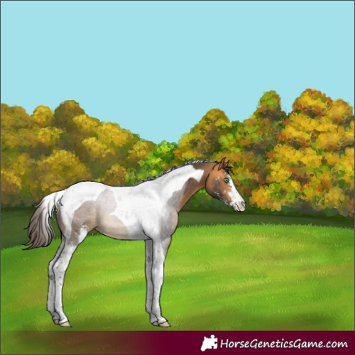 Horse Color:Buckskin Sabino Tobiano