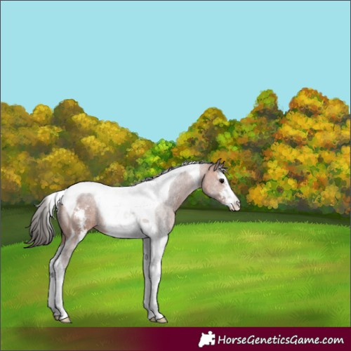 Horse Color:Bay Sabino Tobiano 