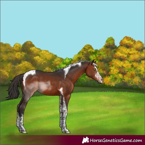 Horse Color:Bay Sabino Tobiano