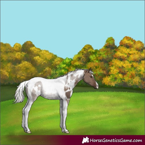 Horse Color:White Spotted Silver Brown Dun Tobiano Rabicano 